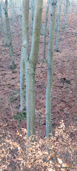 padure de vanzare - imagine 8