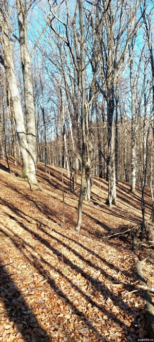 padure de vanzare - imagine 10