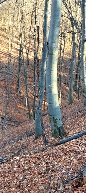 padure de vanzare - imagine 4