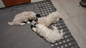 Bichon 7 saptamani - imagine 5