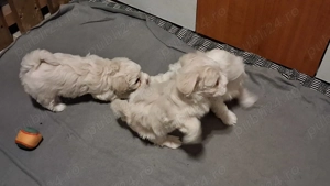 Bichon 7 saptamani - imagine 4