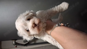 Bichon 7 saptamani - imagine 2