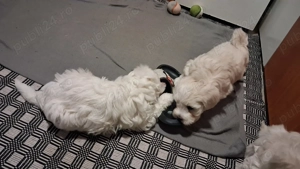 Bichon 7 saptamani - imagine 3