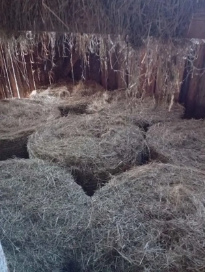 Baloți rotunzi otava de 120x120 qalitate 1, sub acoperis. - imagine 2