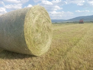 Baloți rotunzi fan si otava de 120x120 qalitate 1, sub acoperis.