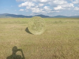 Baloți rotunzi otava de 120x120 qalitate 1, sub acoperis. - imagine 3