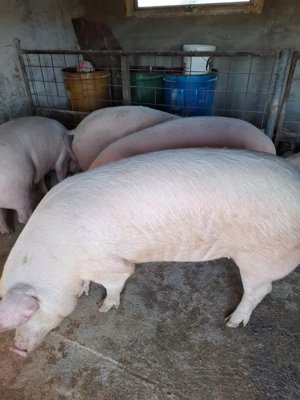 Vindem porci rasa de carne - imagine 2