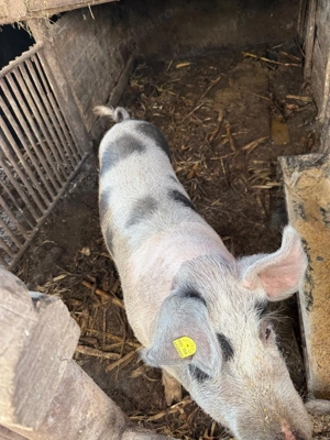 Porci crescuti în gospodărie proprie