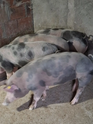 Vindem porci rasa de carne