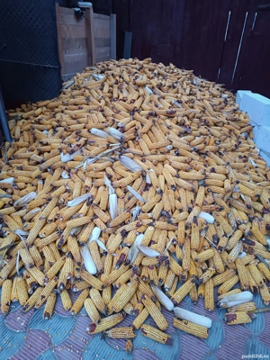 porumb de vanzare cu stiuletul