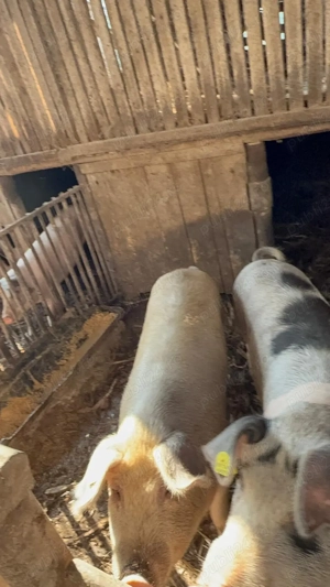 Porci crescuti în gospodărie proprie - imagine 2