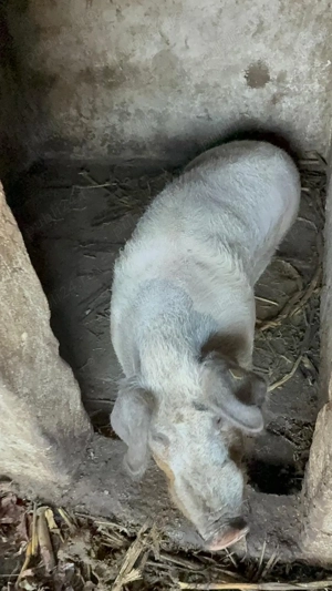 Porci crescuti în gospodărie proprie - imagine 3