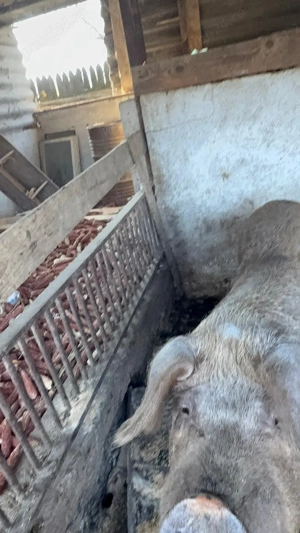 Porci crescuti în gospodărie proprie - imagine 4