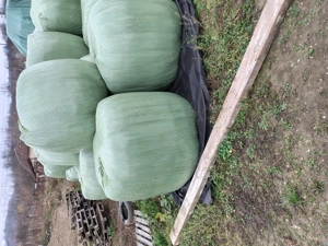 Baloti infoliati de lucernă 