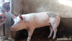 Porc de vanzare 100kg - imagine 2