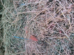 Baloți dreptunghiulari lucernă 