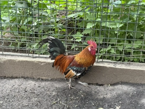 Cocosi de vanzare - imagine 2