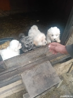 Vand bichoni - imagine 5