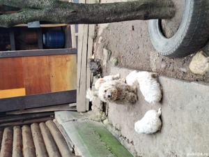 Vand bichoni - imagine 3