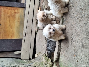 Vand bichoni - imagine 2