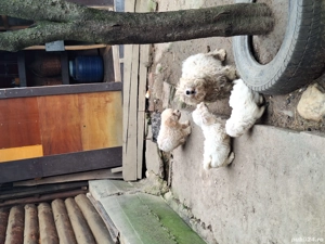 Vand bichoni - imagine 4