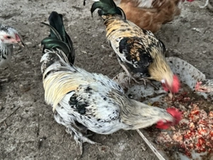 Cocosi de vanzare - imagine 4