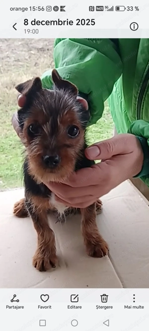 Australian Terrier de vânzare nu yorkshire terrier  - imagine 5