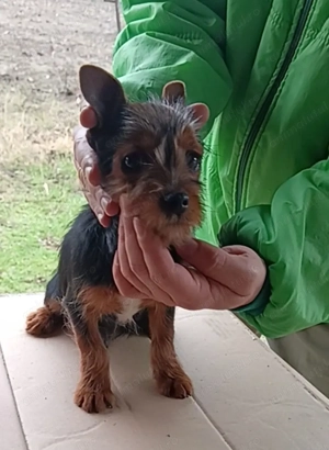 Australian Terrier de vânzare nu yorkshire terrier  - imagine 2