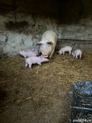 purcei pietrain de vanzare - imagine 2