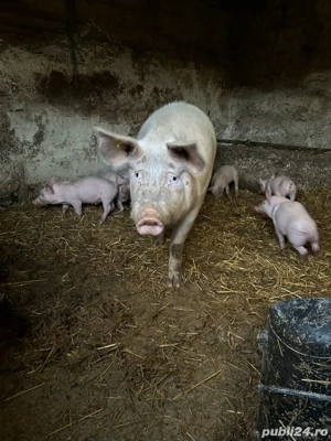 purcei pietrain de vanzare - imagine 3