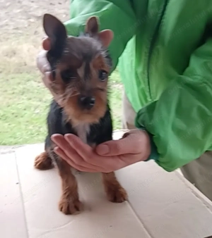Australian Terrier de vânzare nu yorkshire terrier 