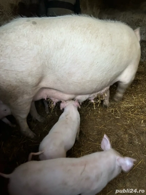 purcei pietrain de vanzare - imagine 4