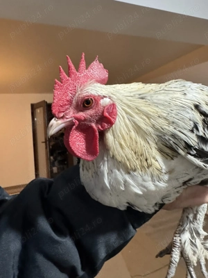 Cocosi de vanzare - imagine 5