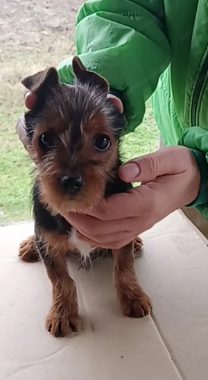 Australian Terrier de vânzare nu yorkshire terrier  - imagine 4