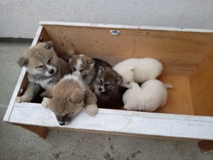 Adulți Akita Inu japonezi gratis  - imagine 2