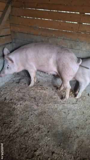 porci de tara de vanzare - imagine 2