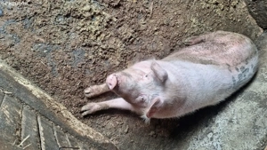 porci de tara de vanzare - imagine 3