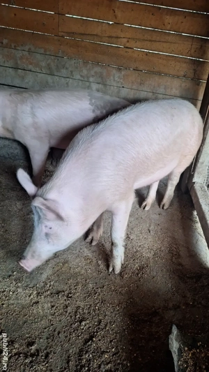 porci de tara de vanzare