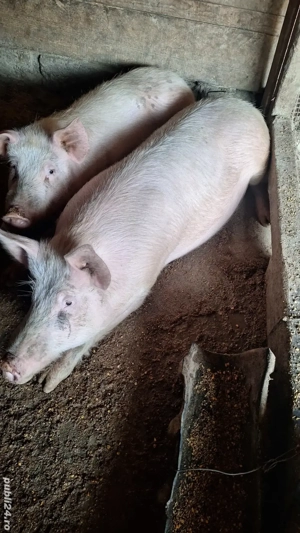 porci de tara de vanzare - imagine 4