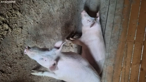 porci de tara de vanzare - imagine 5