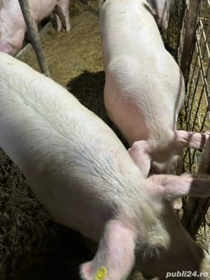 porci de vanzare (120-160 kg) - imagine 4