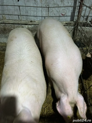 porci de vanzare (120-160 kg)