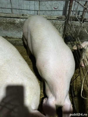 porci de vanzare (120-160 kg) - imagine 3