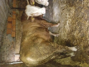 Vând taure bălțat de 650 kg