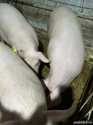 Porci De Vânzare - imagine 2