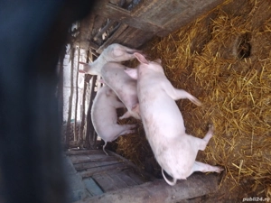 Grasuni de vinzare - imagine 2