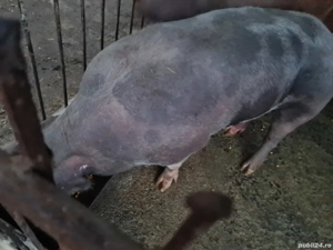 De vânzare ! - imagine 2