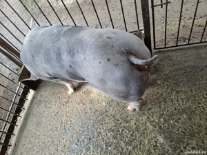 De vânzare ! - imagine 3