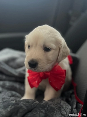 Pui Golden Retriever