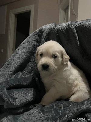 Pui Golden Retriever - imagine 2
